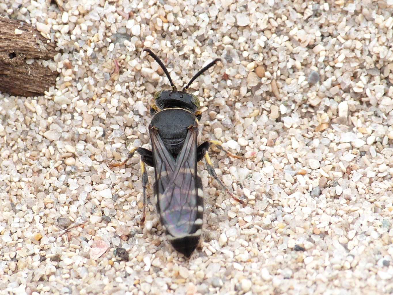 Bembecinus sp.?